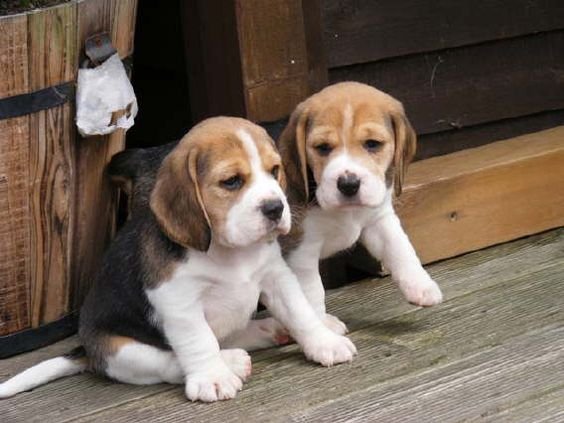 cachorros beagle para adopcion