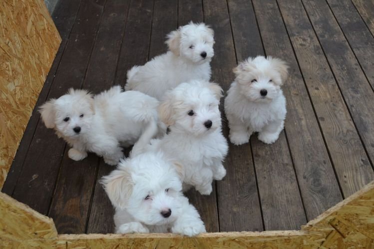 Cachorros bichón maltés en adopción
