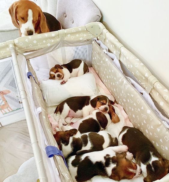 cachorros beagle para adopcion