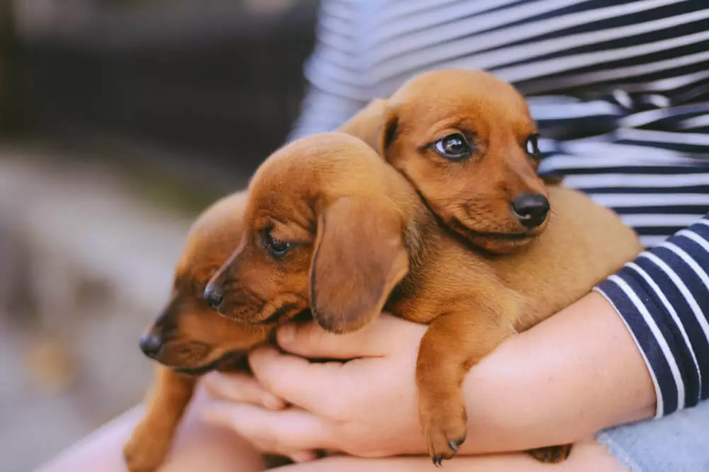Cachorros de perro salchicha para adopción