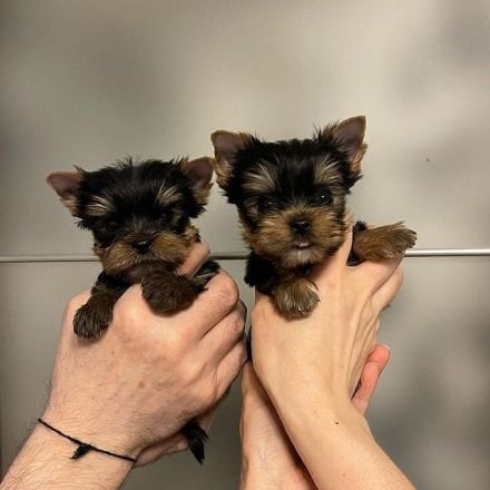 Cachorros mini toy de pura raza para adopción